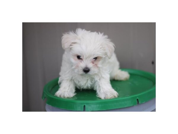 [#29206] White Male Maltese Puppies for Sale