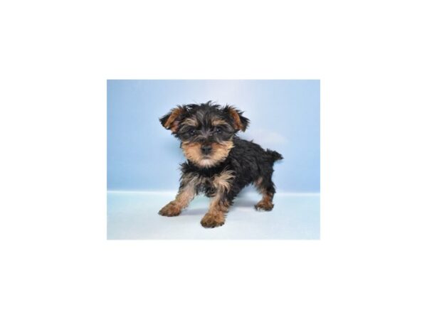 [#29212] Black and Tan Male Yorkshire Terrier Puppies for Sale