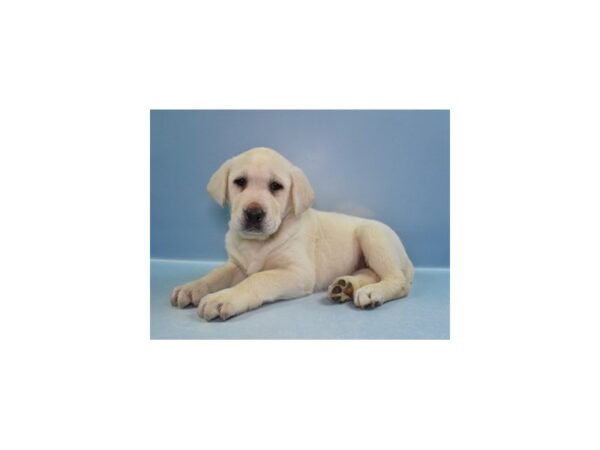 [#29211] Yellow Female Labrador Retriever Puppies for Sale