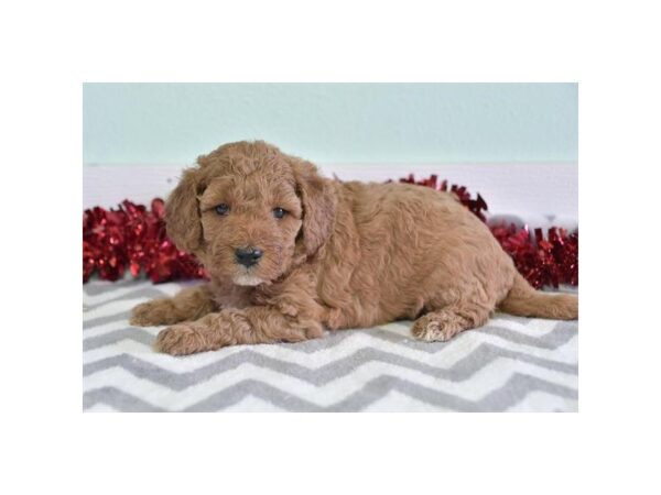 [#29218] Red Female Goldendoodle Mini 2nd Gen Puppies for Sale