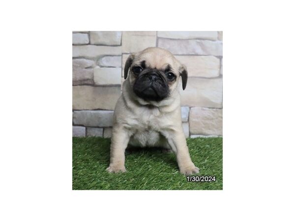 [#29226] Fawn Female Pug Puppies for Sale