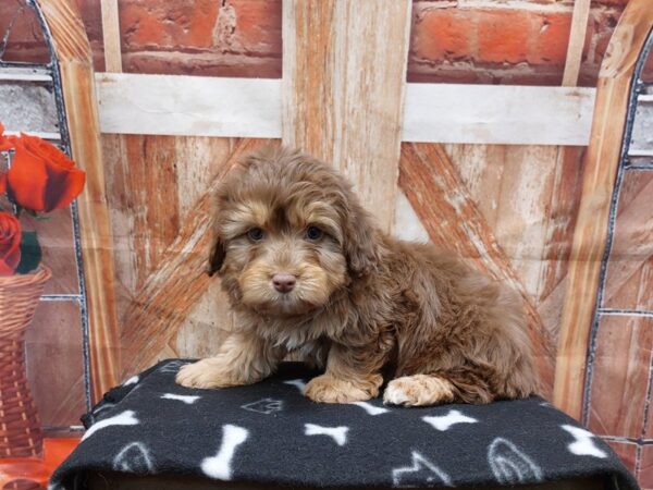 [#1937] Chocolate Male Aussiedoodle Mini Puppies for Sale