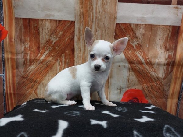 [#1943] White / Blue Fawn Female Chihuahua Puppies for Sale