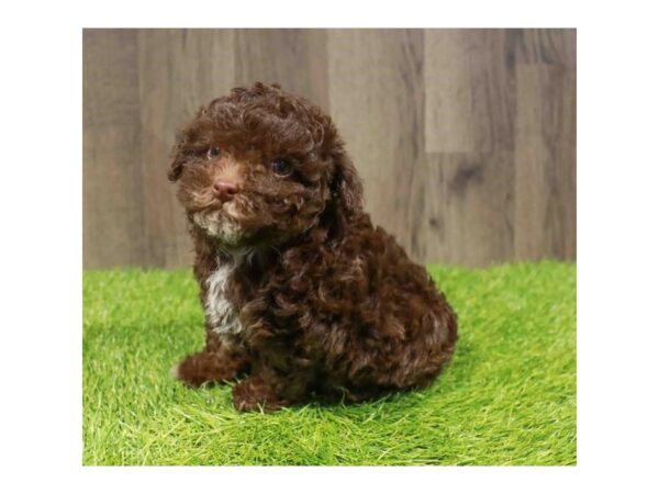 [#29246] Chocolate Female Maltipoo Puppies for Sale