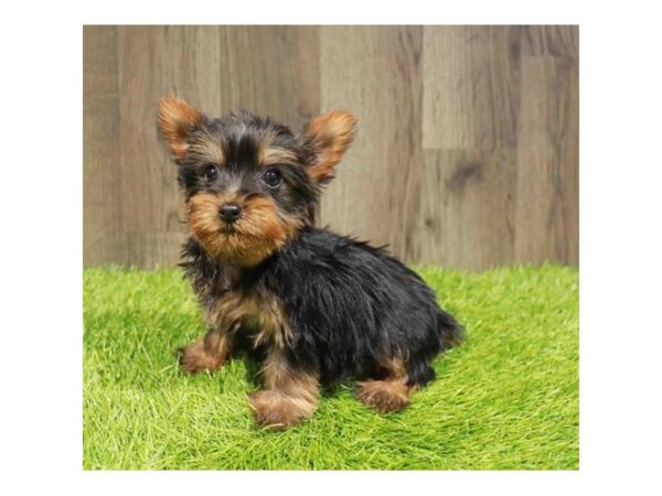 [#29243] Black / Tan Female Silky Terrier Puppies for Sale