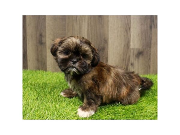 [#29251] Brown Male Shih Tzu Puppies for Sale