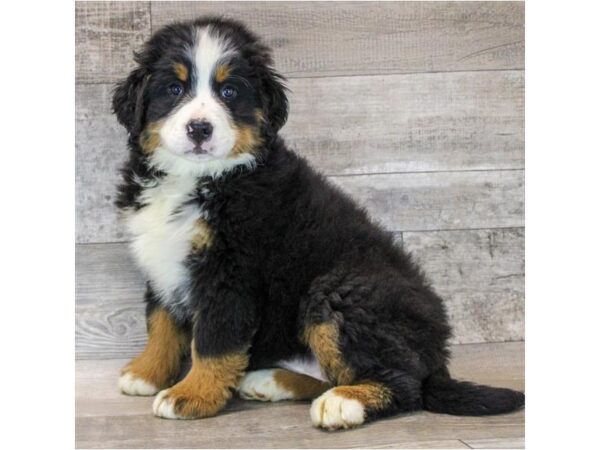 [#29247] Black Rust / White Female Bernese Mountain Dog Puppies for Sale