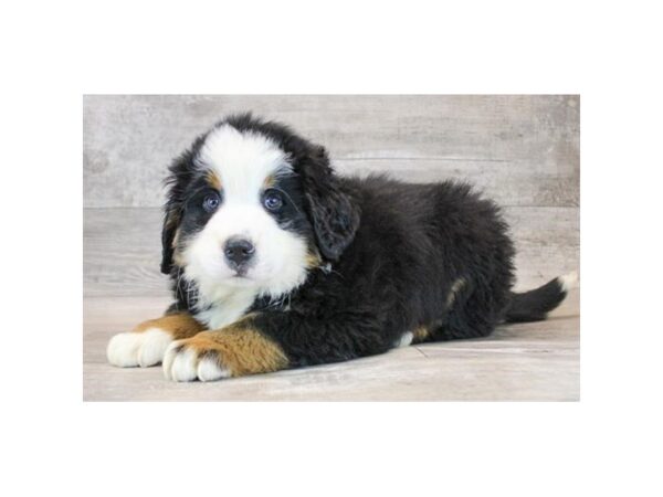 [#1953] Black Rust / White Male Bernese Mountain Dog Puppies for Sale