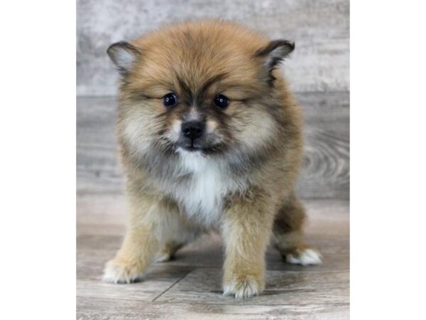 [#1954] Red Sable Female Pomeranian Puppies for Sale