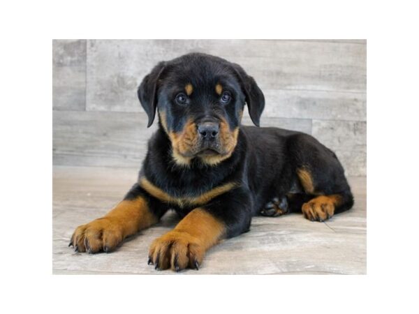 [#1957] Black / Rust Female Rottweiler Puppies for Sale
