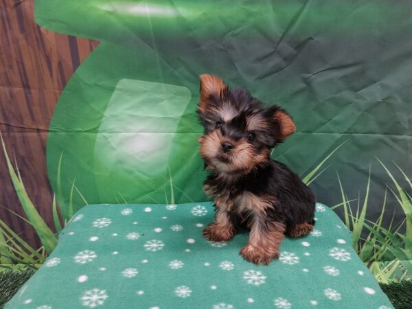 [#1955] Black / Tan Female Silky Terrier Puppies for Sale