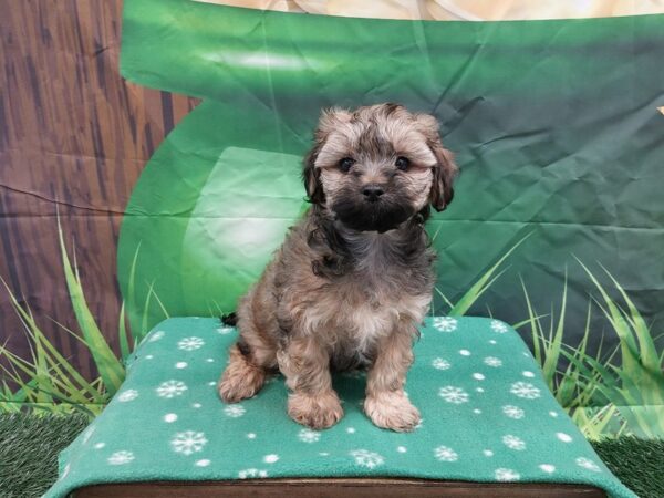 [#1956] Red Sable Female Maltipoo Puppies for Sale