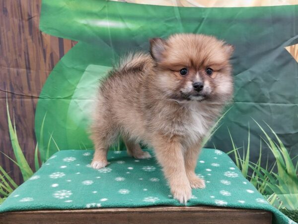 [#1954] Red Sable Female Pomeranian Puppies for Sale