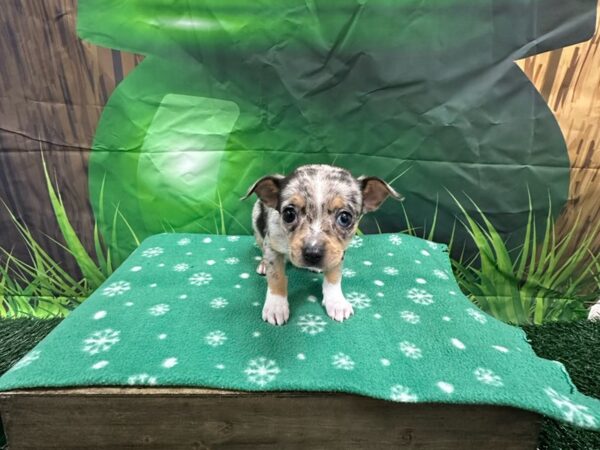 [#1951] Blue Merle Female Chihuahua Puppies for Sale