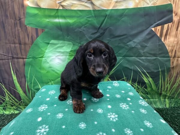 [#1958] Black Male Dachshund Puppies for Sale