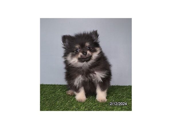 [#29259] Black / Tan Female Pomeranian Puppies for Sale