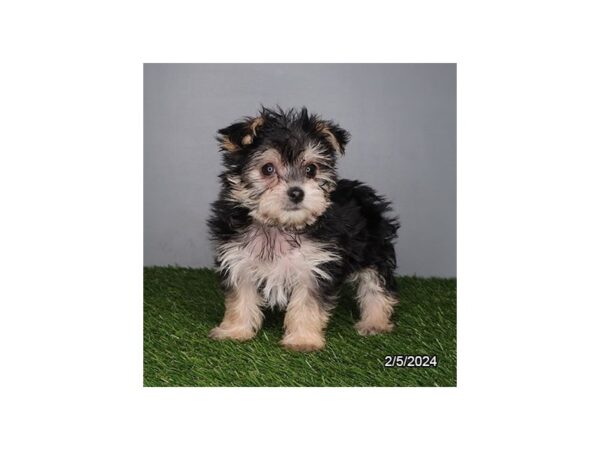 [#29257] Black / White Female Morkie Puppies for Sale
