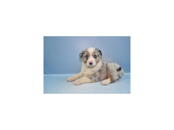 [#29260] Blue Merle White and Tan Female Australian Shepherd Puppies for Sale