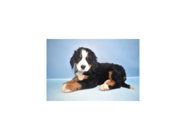 [#1979] Black Rust and White Female Bernese Mountain Dog Puppies for Sale
