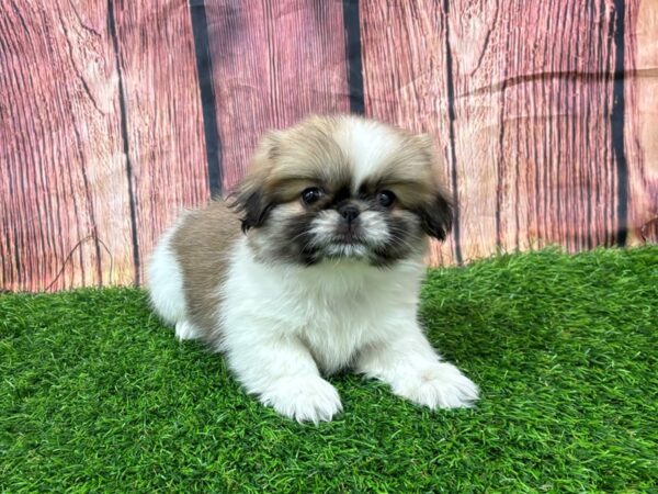 [#29254] Sable / White Female Pekingese Puppies for Sale