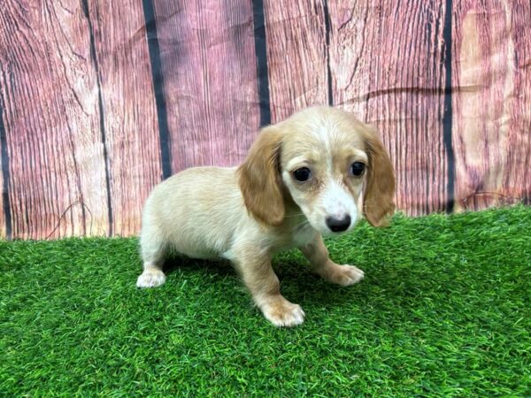 [#29253] Cream Female Dachshund Puppies for Sale