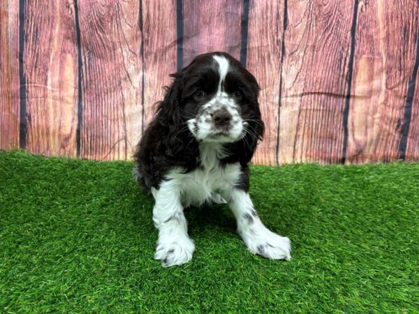 [#29252] Chocolate / White Female Cocker Spaniel Puppies for Sale