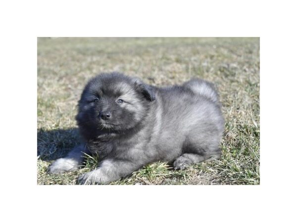 [#29263] Black / Silver Female Keeshond Puppies for Sale