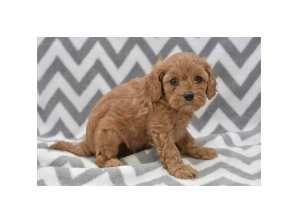 [#29269] Red Female Cavapoo Puppies for Sale