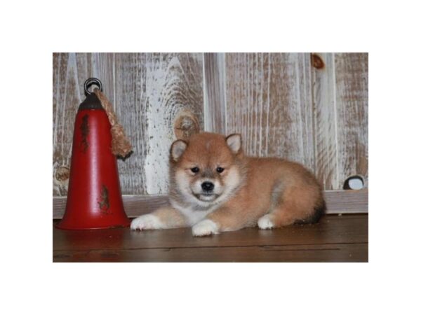 [#29266] Red Male Shiba Inu Puppies for Sale