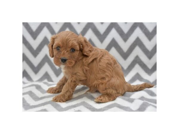 [#1977] Red Male Cavapoo Puppies for Sale