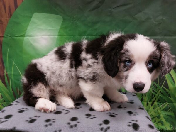 [#1973] Blue Merle / White Male Cardigan Welsh Corgi Puppies for Sale