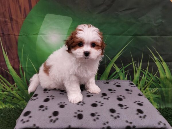 [#1972] Brown / White Female Teddy Bear Puppies for Sale