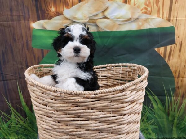 [#1974] Tri-Colored Male Bernedoodle Mini 2nd Gen Puppies for Sale