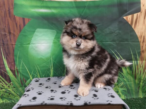 [#1966] Blue Merle Male Pomsky Puppies for Sale