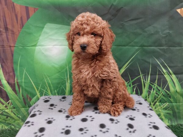 [#1965] Red Male Goldendoodle Mini Puppies for Sale
