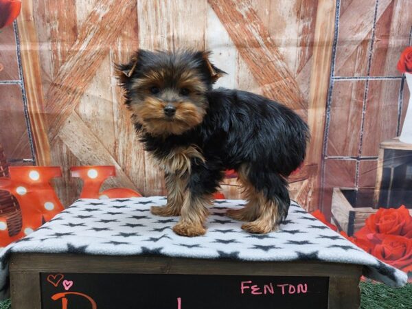 [#1929] Black / Tan Male Yorkshire Terrier Puppies for Sale