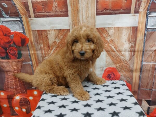 [#1931] Red Female Goldendoodle Mini 2nd Gen Puppies for Sale