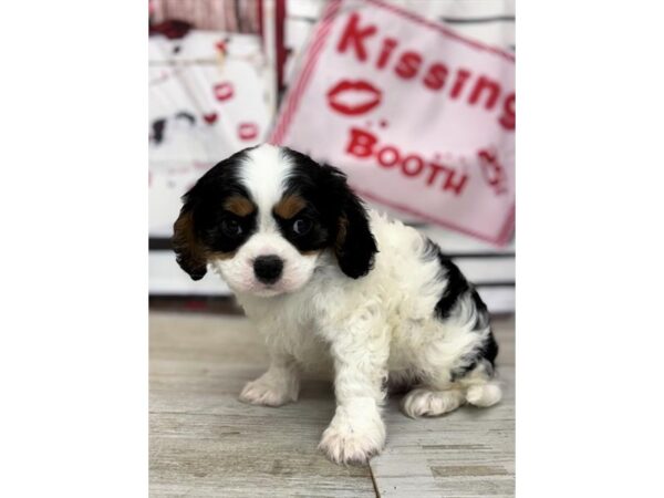 [#29248] Black White / Tan Male Cavalier King Charles Spaniel Puppies for Sale