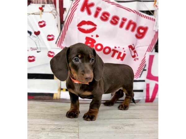 [#29249] Chocolate Male Dachshund Puppies for Sale