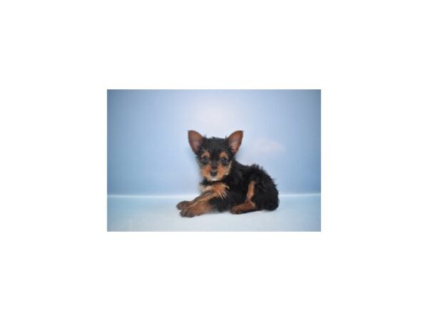[#1971] Black and Tan Male Yorkshire Terrier Puppies for Sale