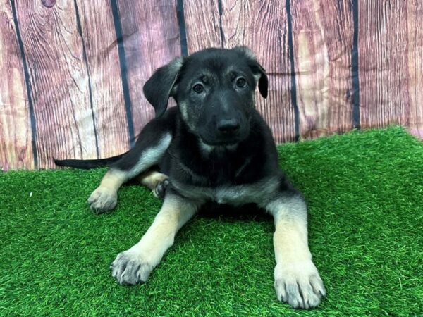 [#29233] BLACK & TAN Female German Shepherd Puppies for Sale