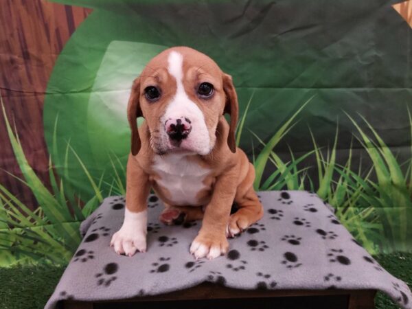 [#1959] Fawn / White Male Beabull Puppies for Sale