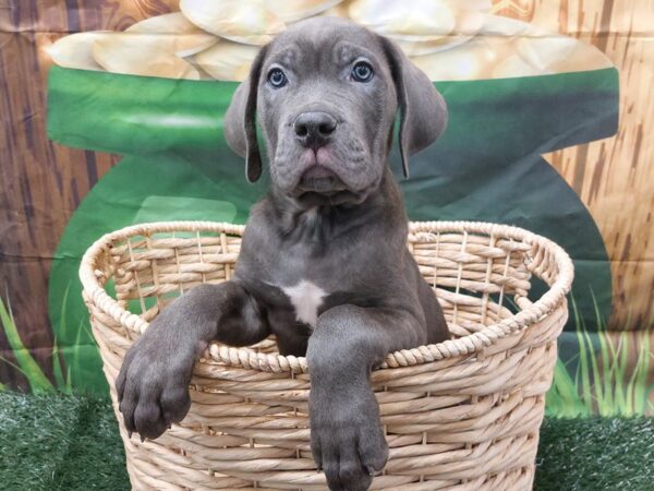 [#1949] Blue Male Cane Corso Puppies for Sale