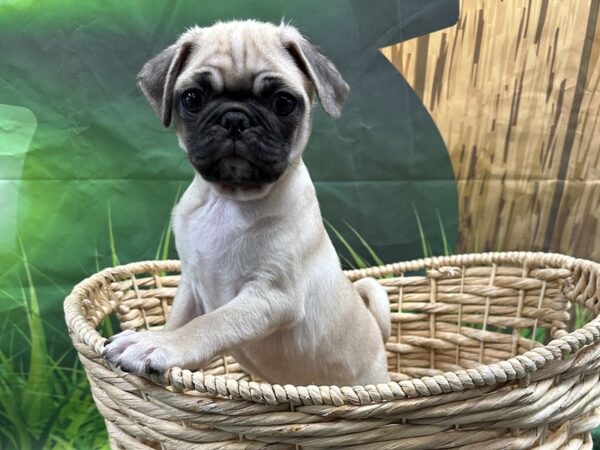 [#1913] Fawn Male Pug Puppies for Sale