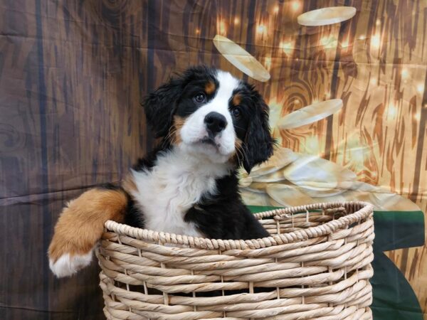 [#1979] Black Rust and White Female Bernese Mountain Dog Puppies for Sale