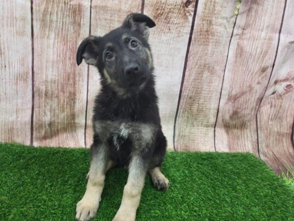 [#29271] BLACK & TAN Male German Shepherd Puppies for Sale