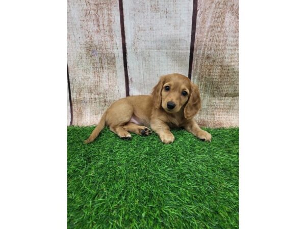 [#29267] Red Female Dachshund Puppies for Sale