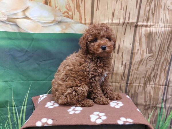 [#1994] Red Male Poodle Puppies for Sale