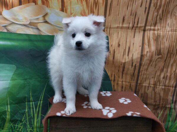 [#1991] White Female American Eskimo Dog Puppies for Sale