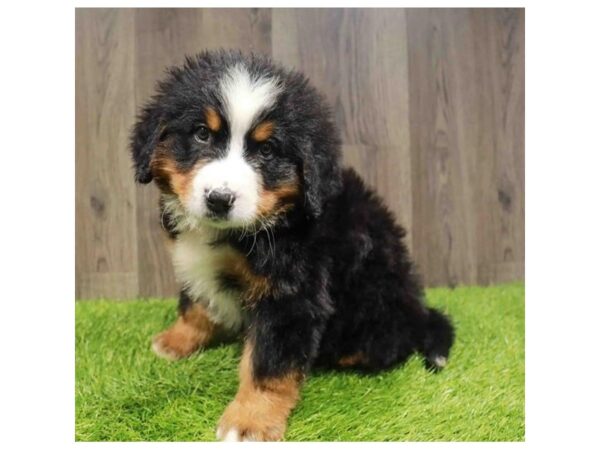 [#2004] Tri-Colored Male Bernese Mountain Dog Puppies for Sale
